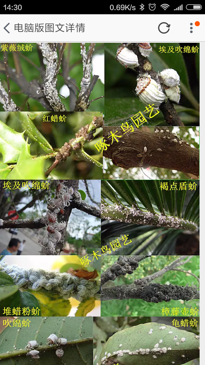 石榴树上的白色小疙瘩是病吗,怎么治?