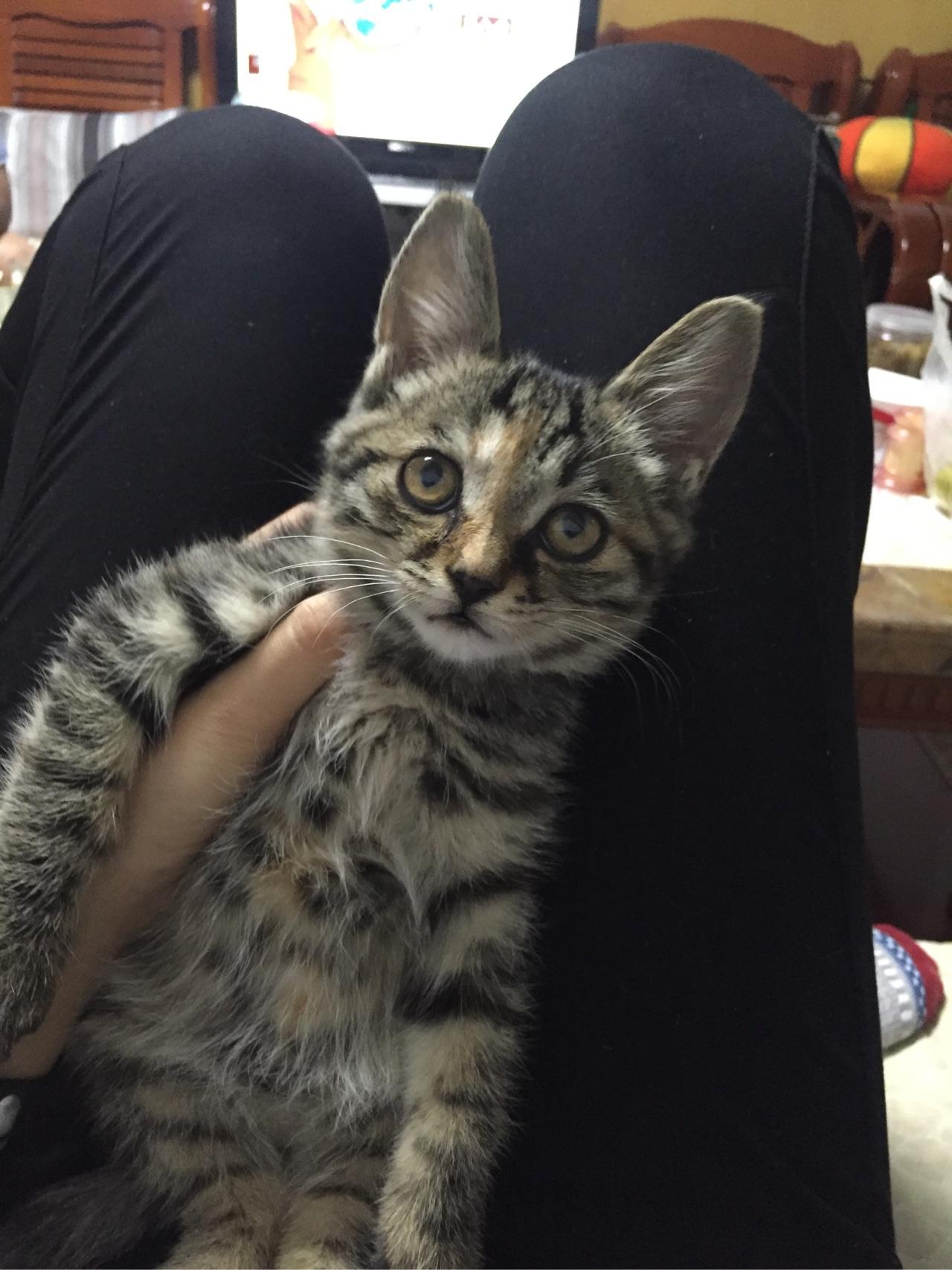 这是土猫还是美短?