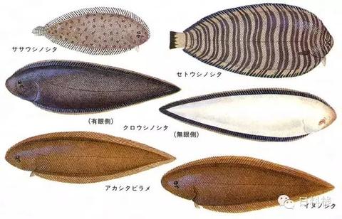 短颌鲚 - 知乎