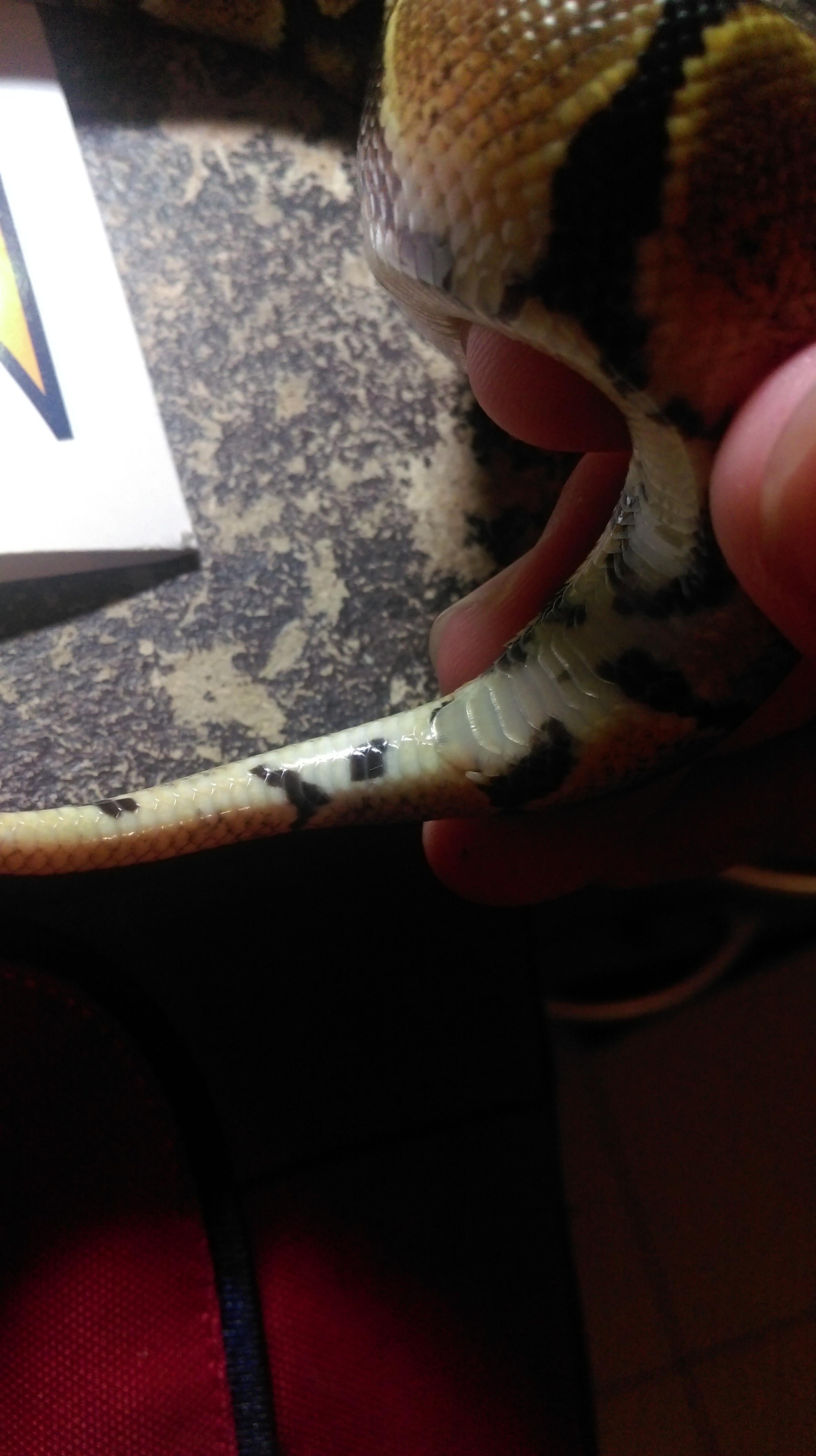 蛇的肛门在哪里?