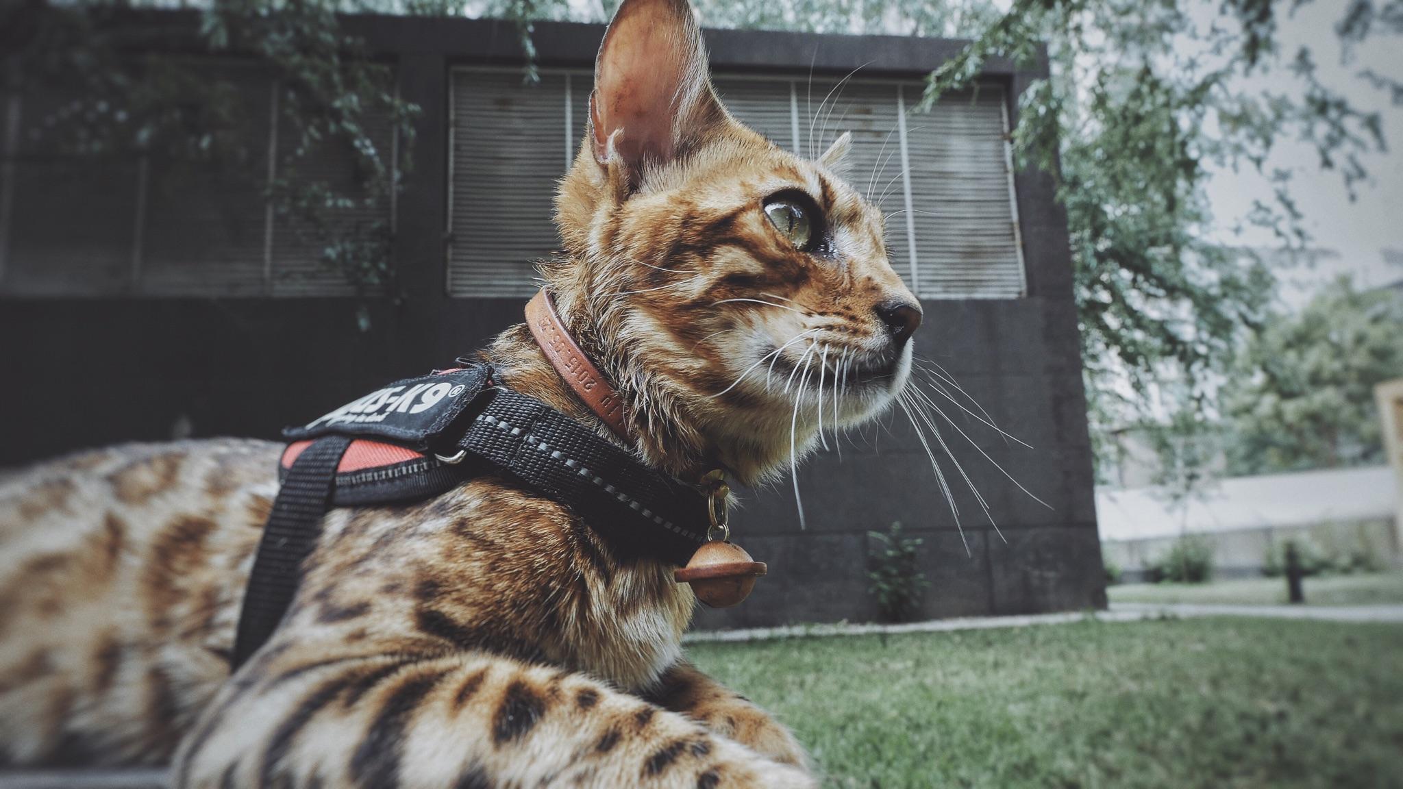 孟加拉豹猫bengal性格如何适合做宠物吗