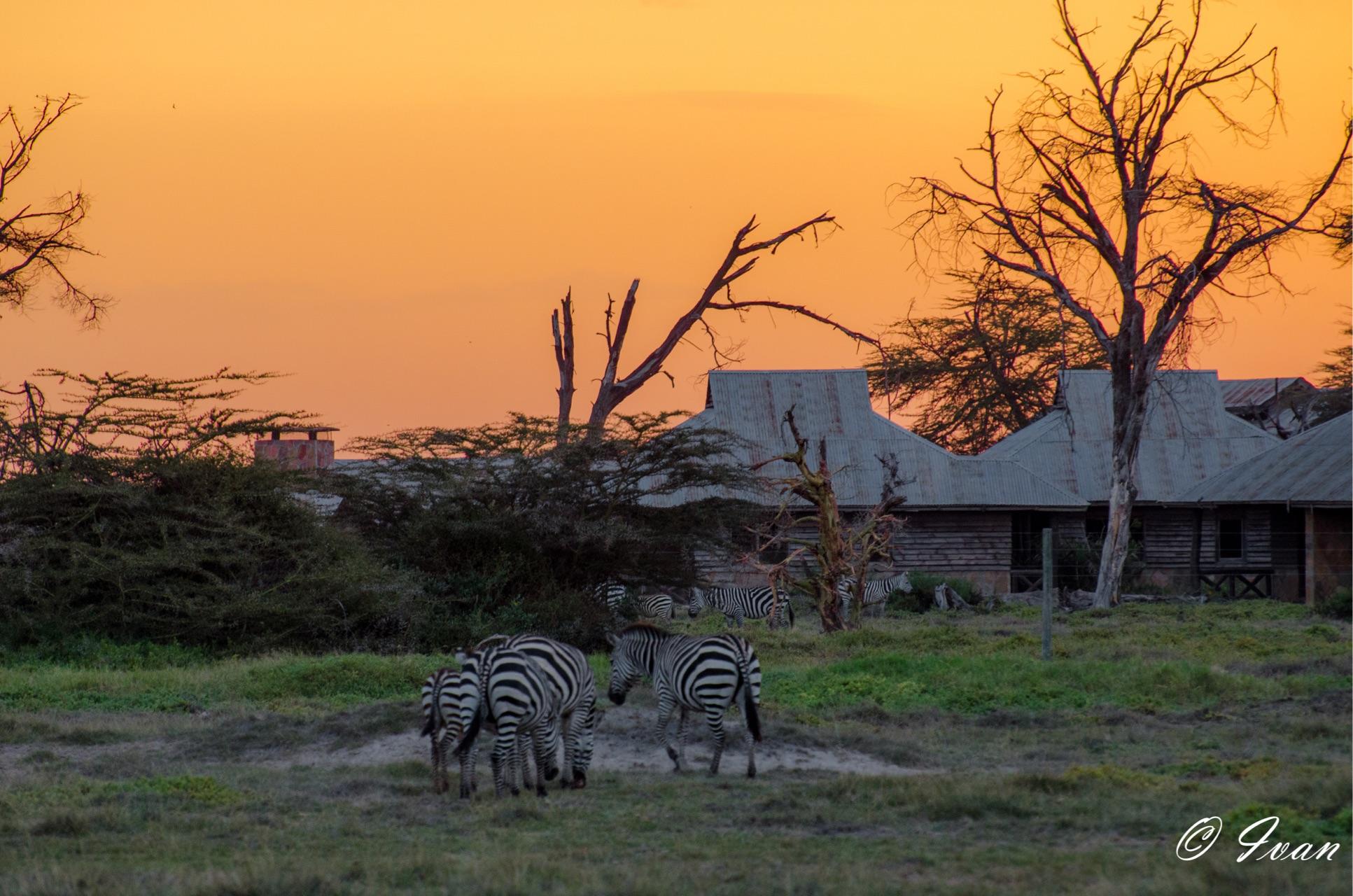 去肯尼亚旅行是一种什么体验?