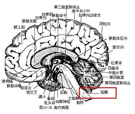 后脑结构图片