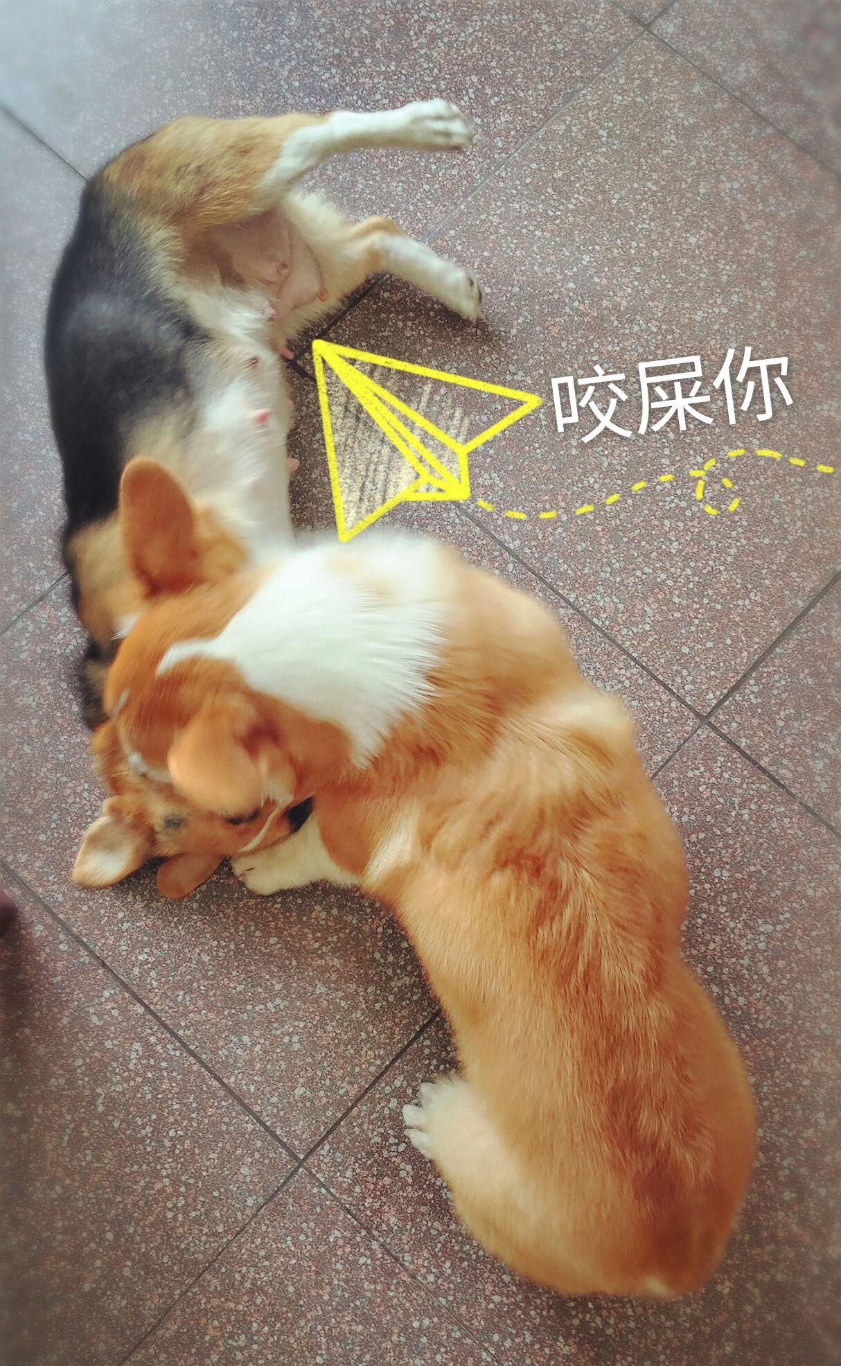 惹狗生气了怎么办?