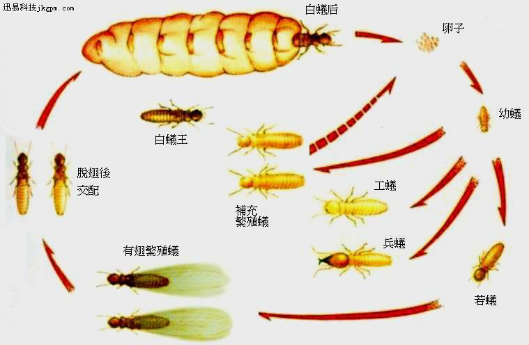 白蚁是怎么交配的? - 知乎