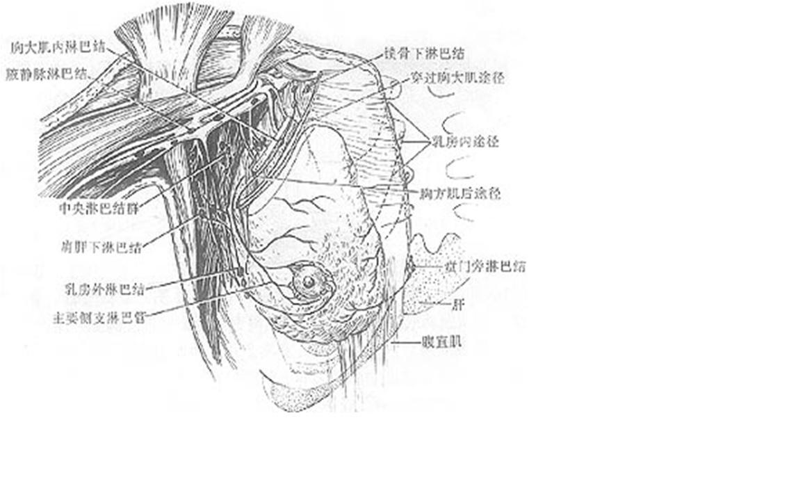 乳房淋巴回流的原理是什么