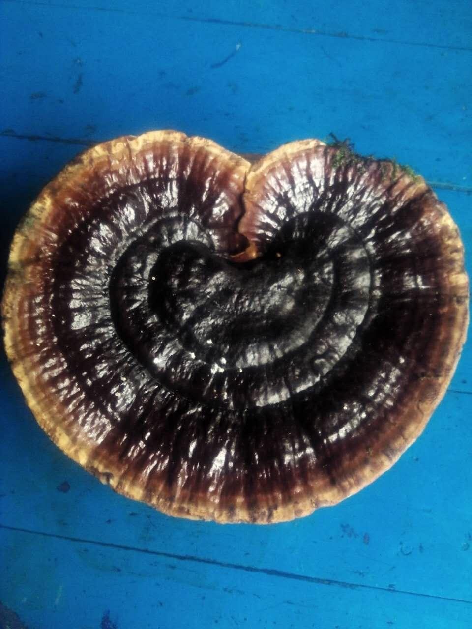 新鲜野生灵芝怎么保存发霉了怎么办