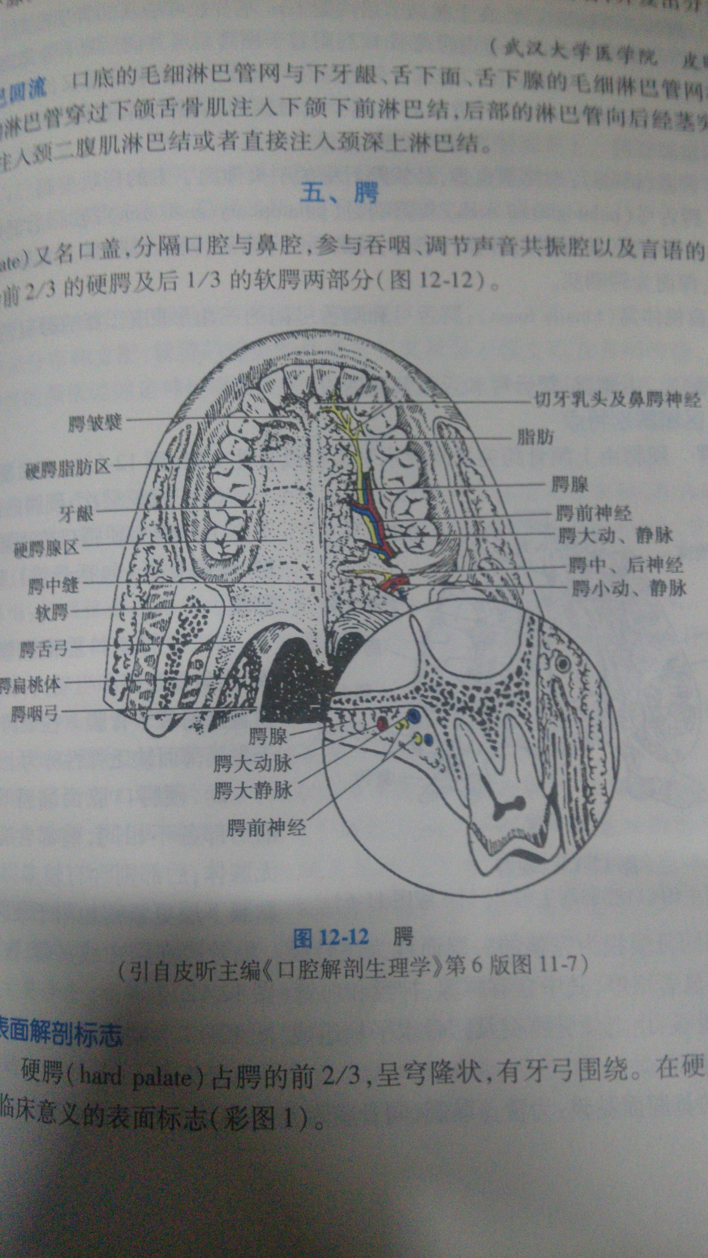 「腭、颚、颔、颌、颏」这几个字在医学上对应的部位分别是什么? - 知乎