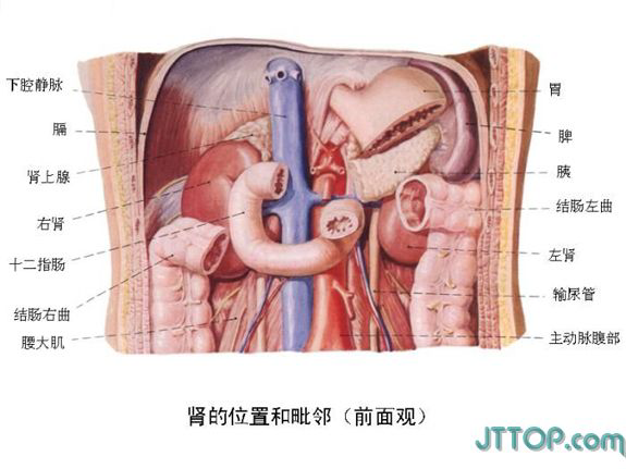 肚脐眼内脏图片