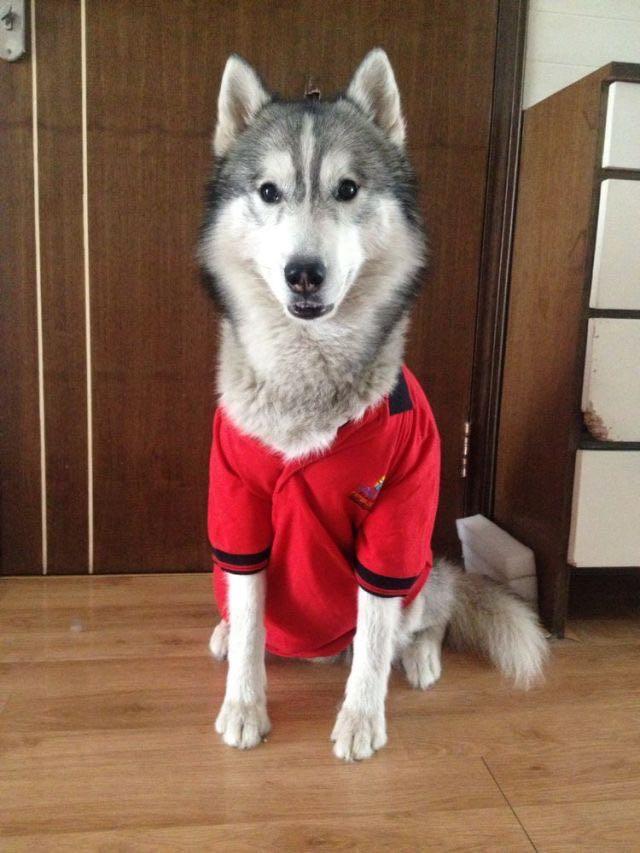 养只哈士奇是什么感受? - 知乎