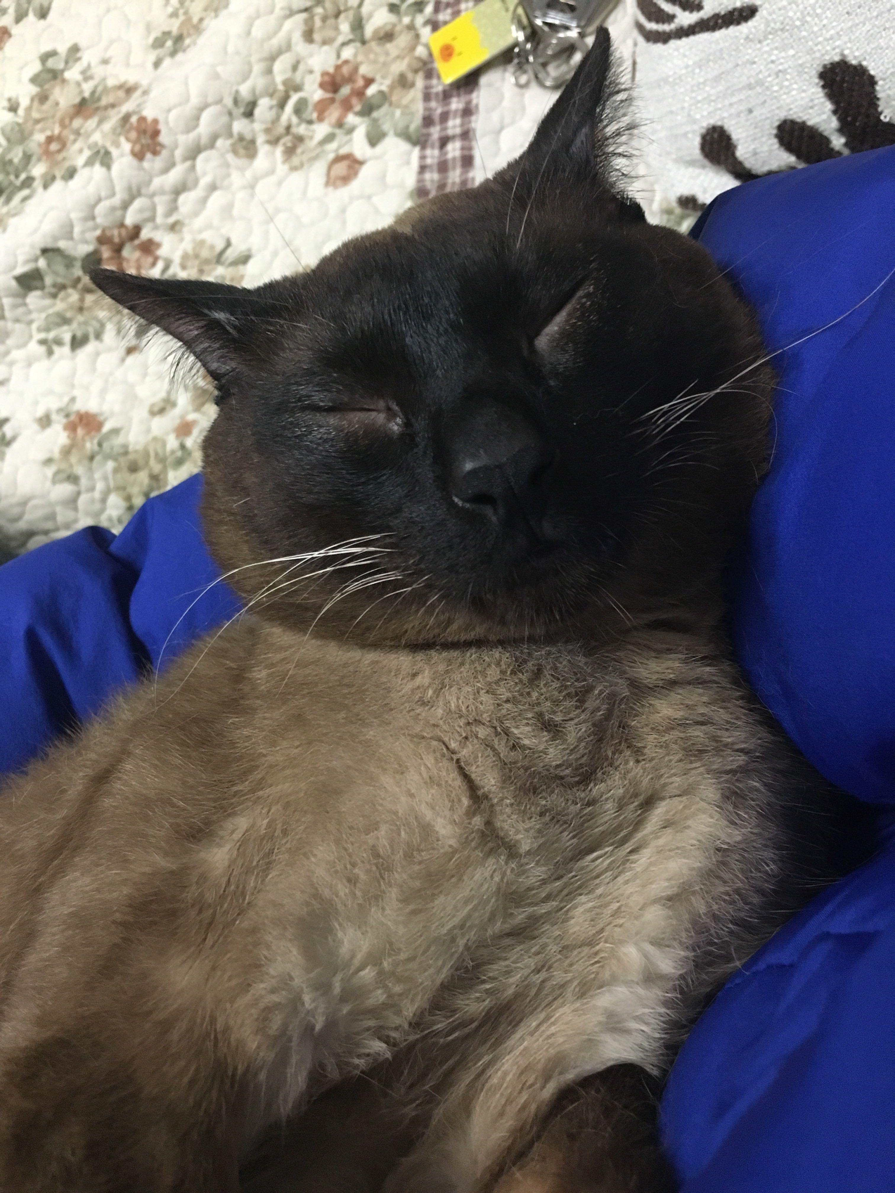 暹罗猫越长越黑是什么原因