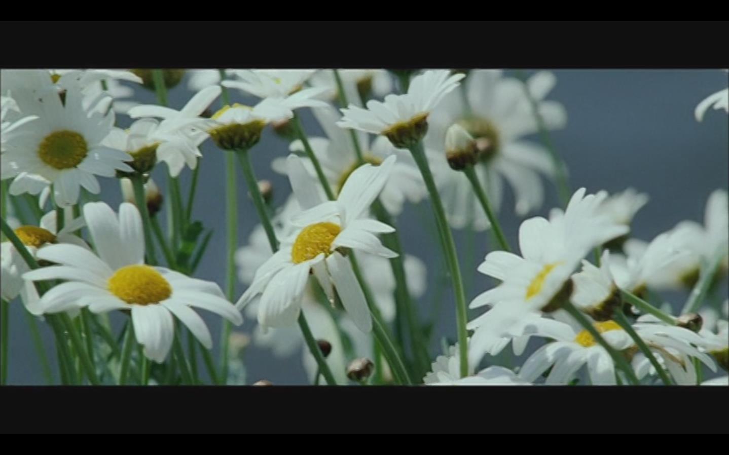 如何评价电影《雏菊》?