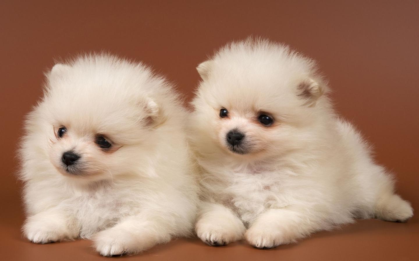 博美犬 知乎 博美犬 知乎