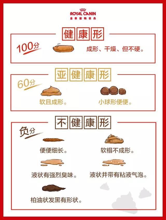 健康的猫屎是什么样子的