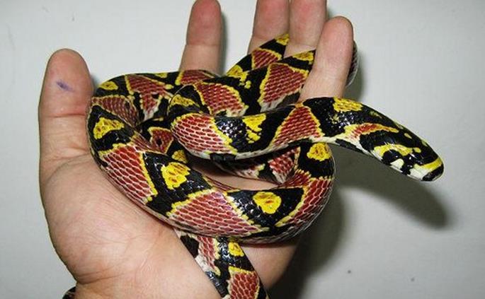 养蜘蛛蛇的人心里是什么感觉