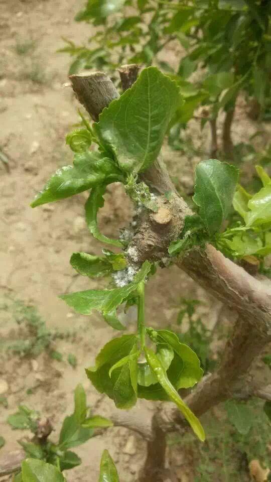 看看这是粉疥虫害吗叶子打团没办法喷施农药如何是好