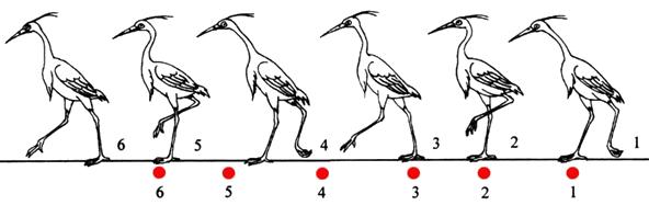为什么所有鸟类在走路的时候,头都是一前一后的呢?