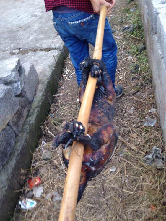 如何看待玉林狗贩虐狗逼爱狗者买狗不买就夹死事件