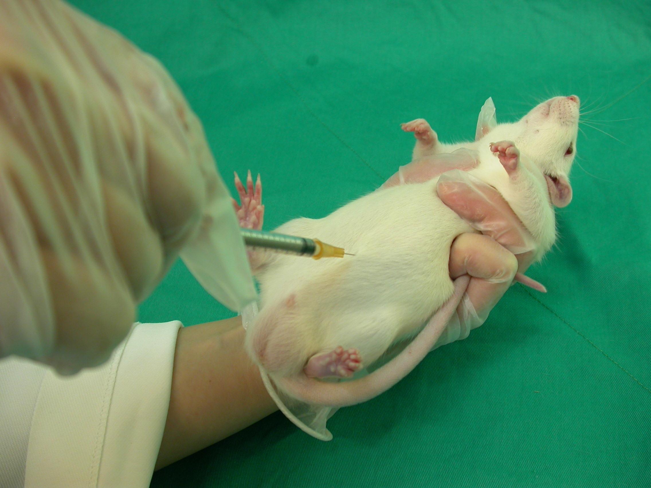 一个人给大鼠腹腔注射有什么技巧