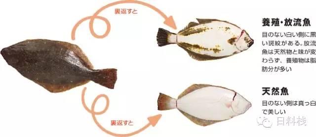 鲆与鲽 | 种类、料理以及眼睛歪掉的悲情故事~ - 知乎