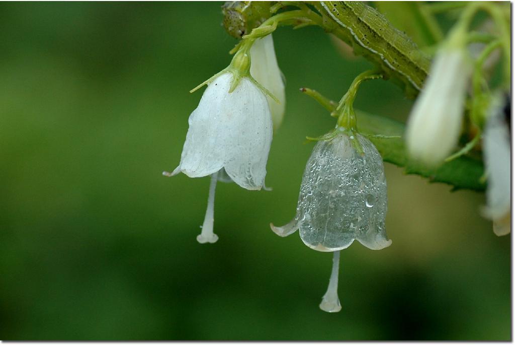 日本山荷叶在淋雨之后花瓣变成透明的是真的吗