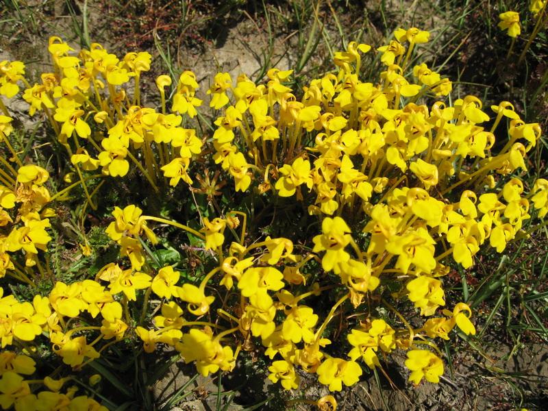 请问这种草原上的小黄花叫什么名字呢? - 知乎