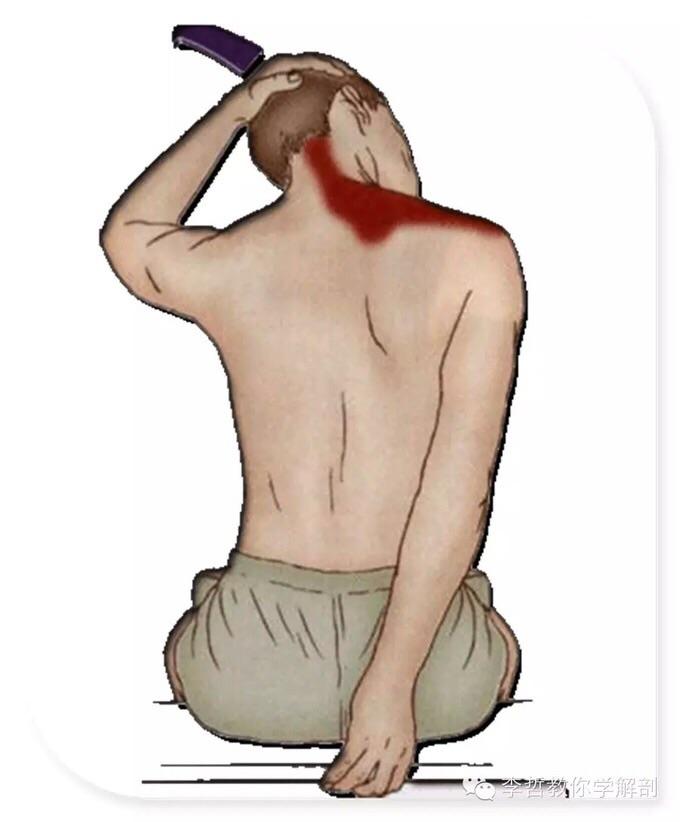 如何训练背阔肌每次练背之后背阔肌感觉很微弱是不是有什么动作要领没