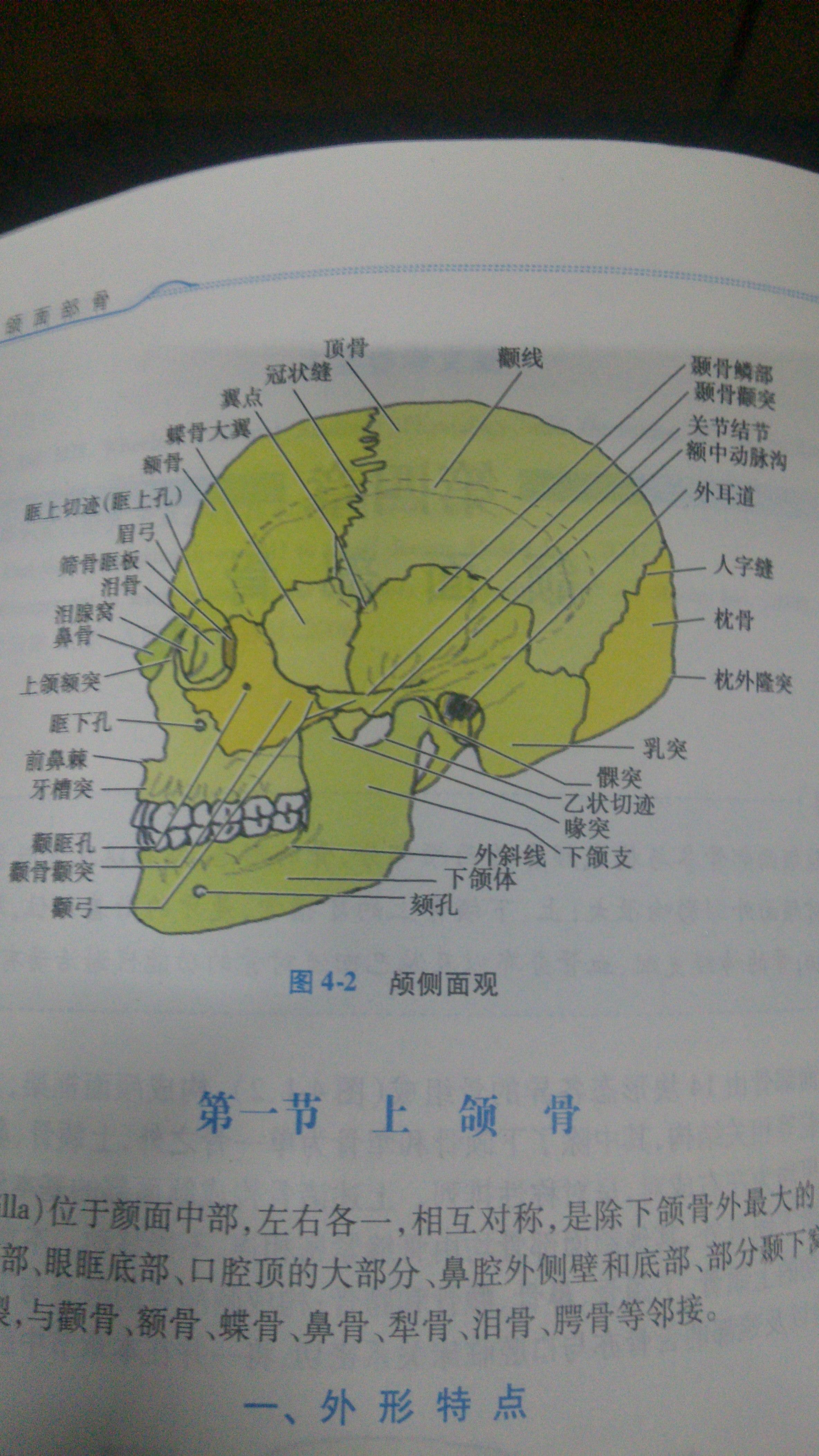 下颚部位图片