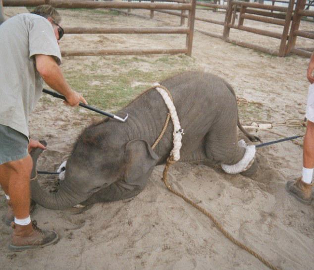 大象用鼻子卷起游人拍照这对大象的鼻子有影响和伤害么