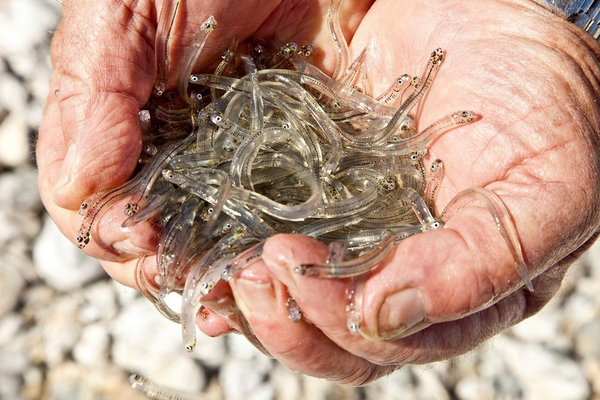 为什么日本人爱吃丁香鱼?