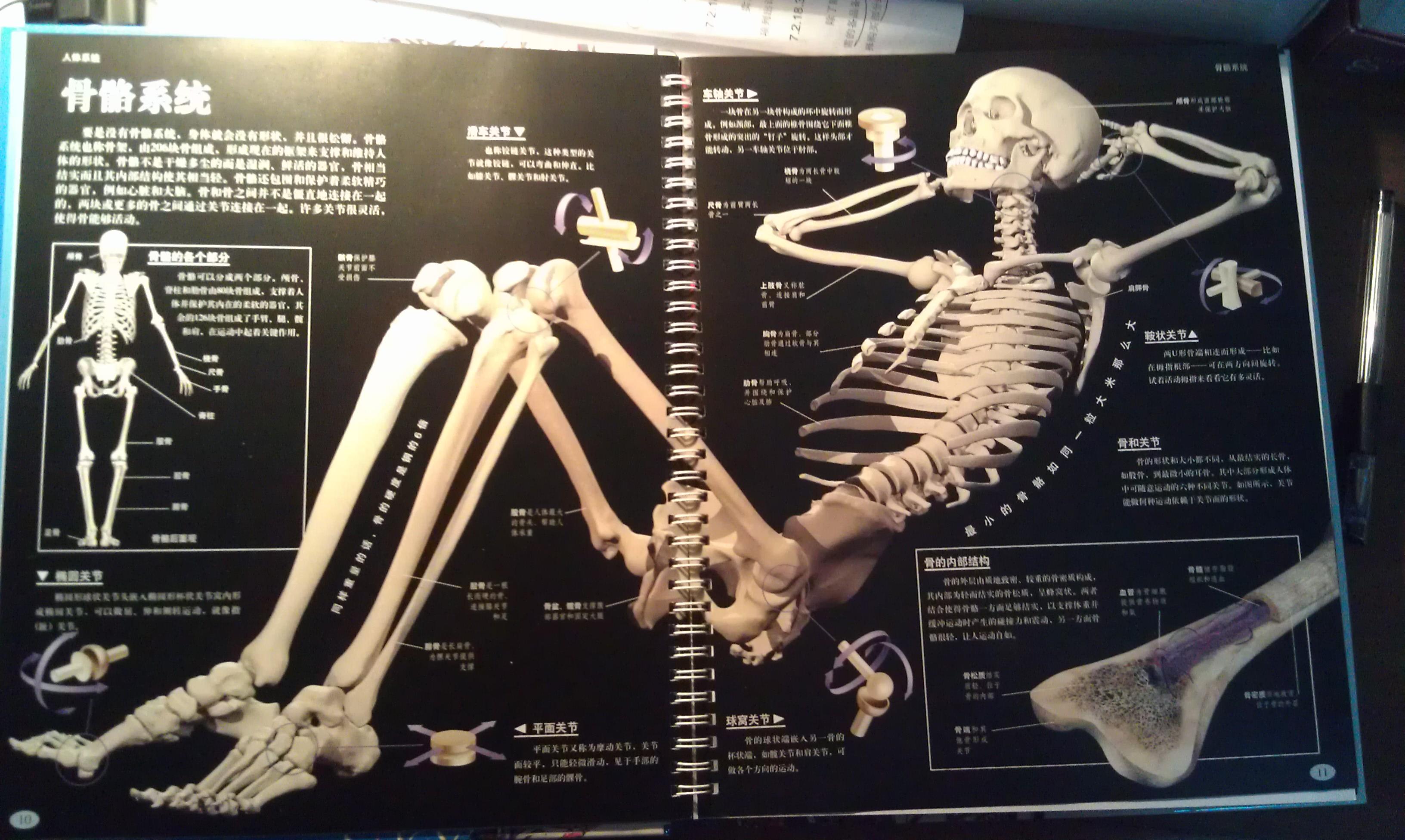 如何学习人体的骨头