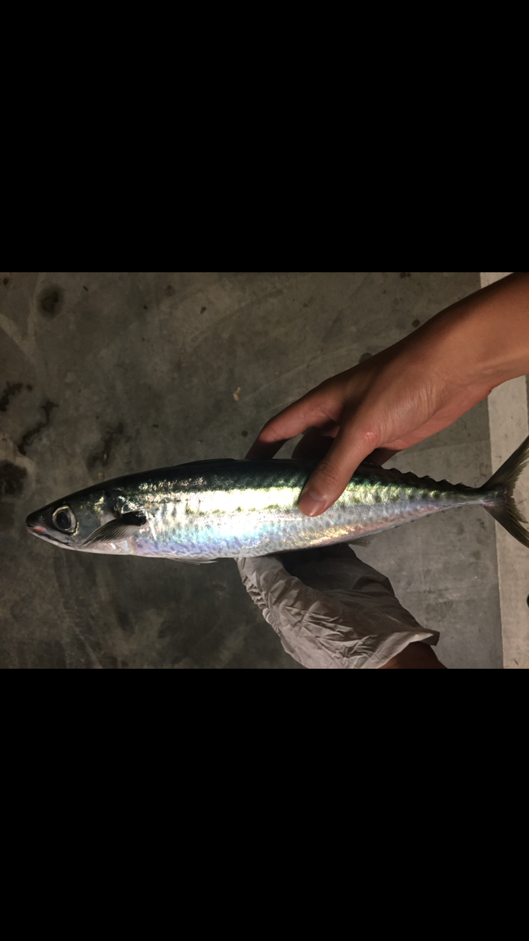 鲱鱼是一种什么样的鱼?