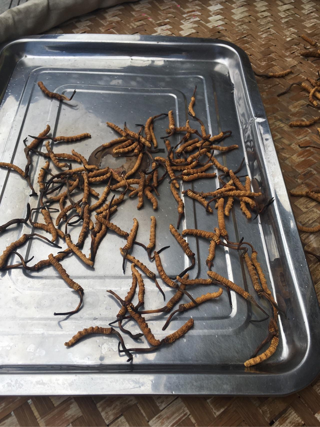 省麻类工业体系首席专家团队赴青冈调研指导——精准赋能麻纺产业高质量发展(图1)