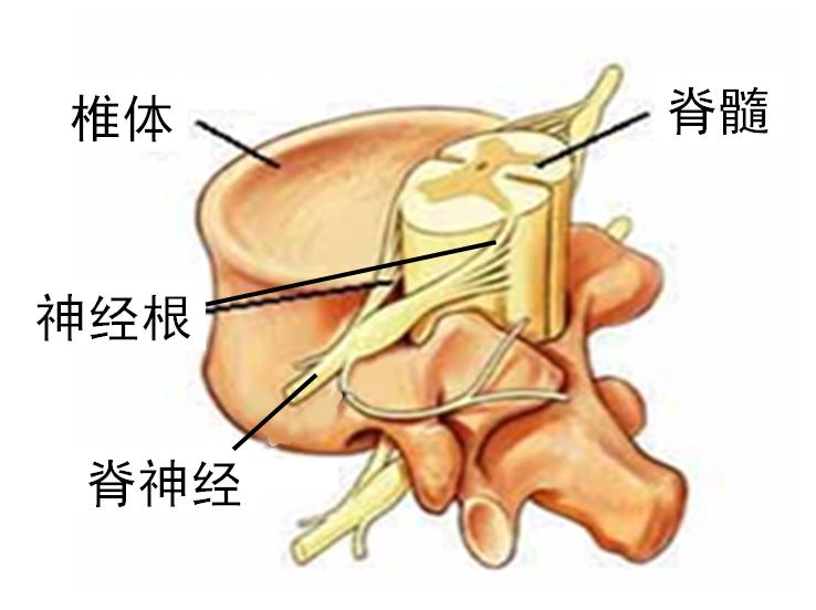 动物学中脊索 脊柱 脊髓 脊椎区别在哪里?