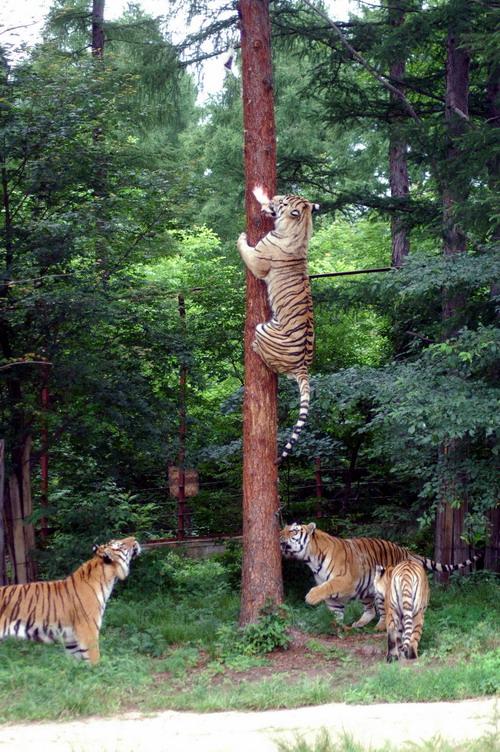 老虎会不会上树? - 知乎