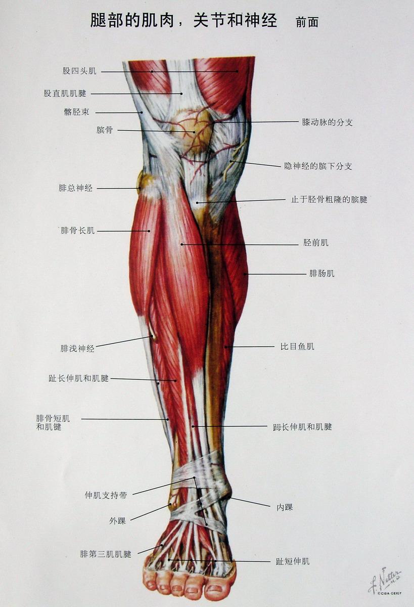 腿部肌肉分布图清晰图片
