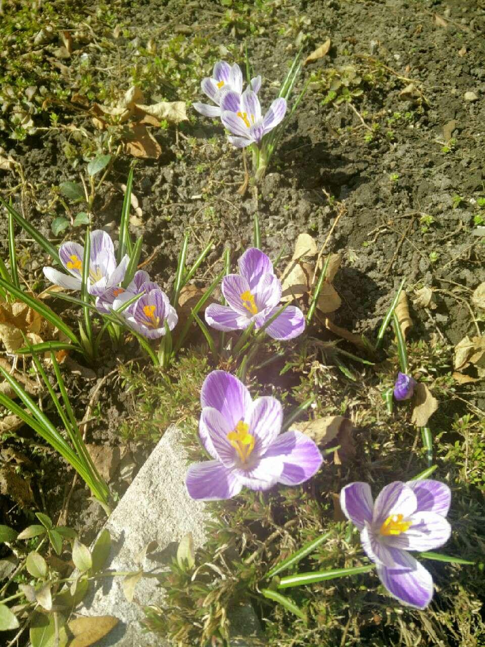 同看疯狂动物城,为什么大家都记住了午夜嚎叫,但对藏红花有人记住了