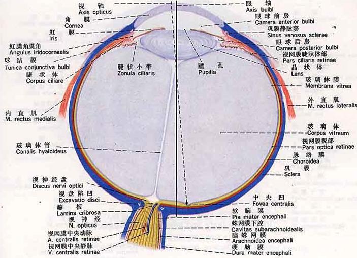 历史上的重瞳子是真实存在的吗?两个瞳仁在眼睛里是如何分布的? - 知乎