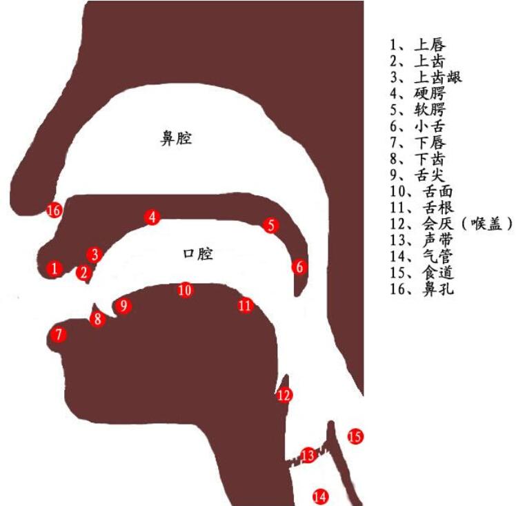 唱歌时如何让声带闭合好? - 知乎