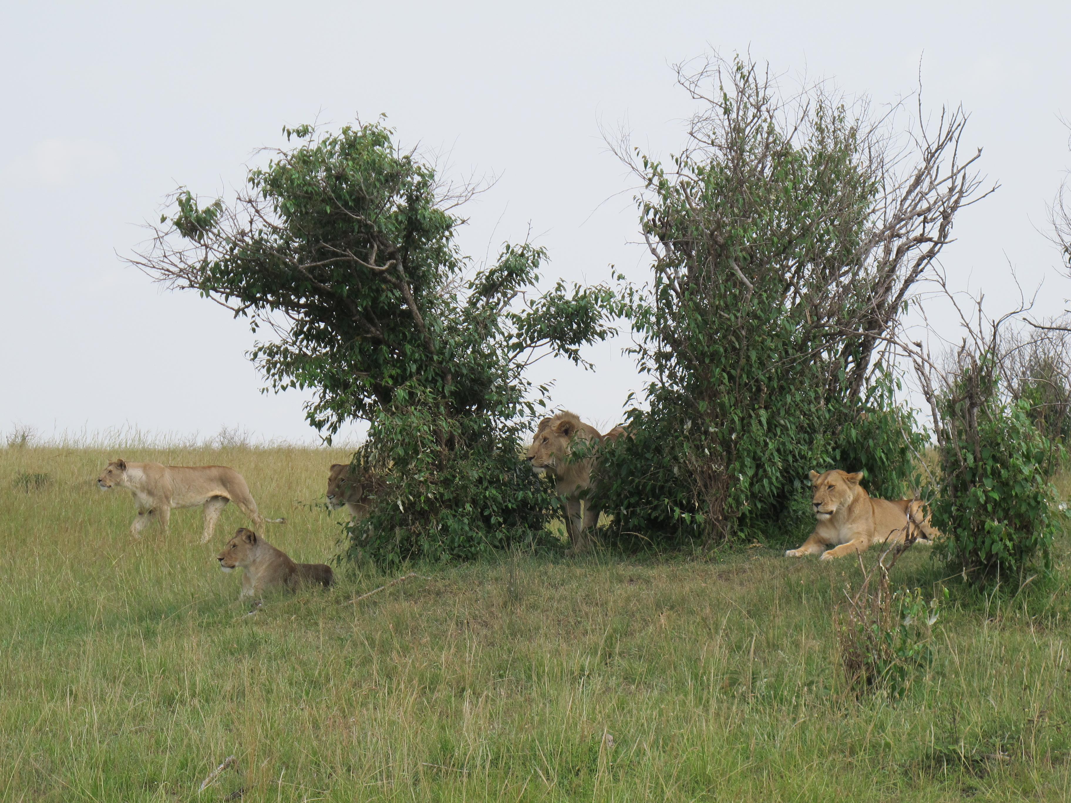 到非洲旅行带 8 岁小朋友同行有哪些需要注意的事项?