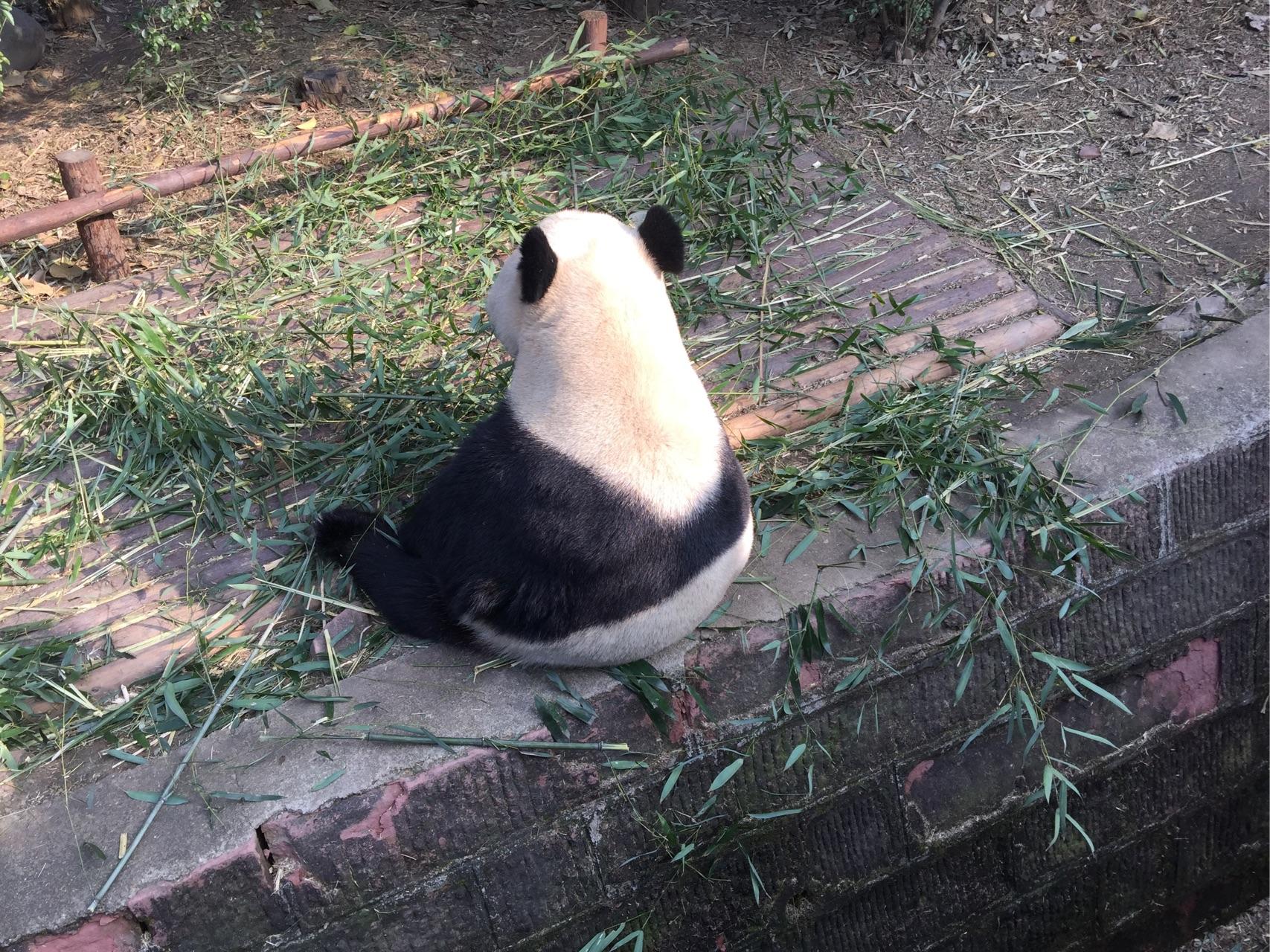 你有哪些熊猫 背影的萌图?