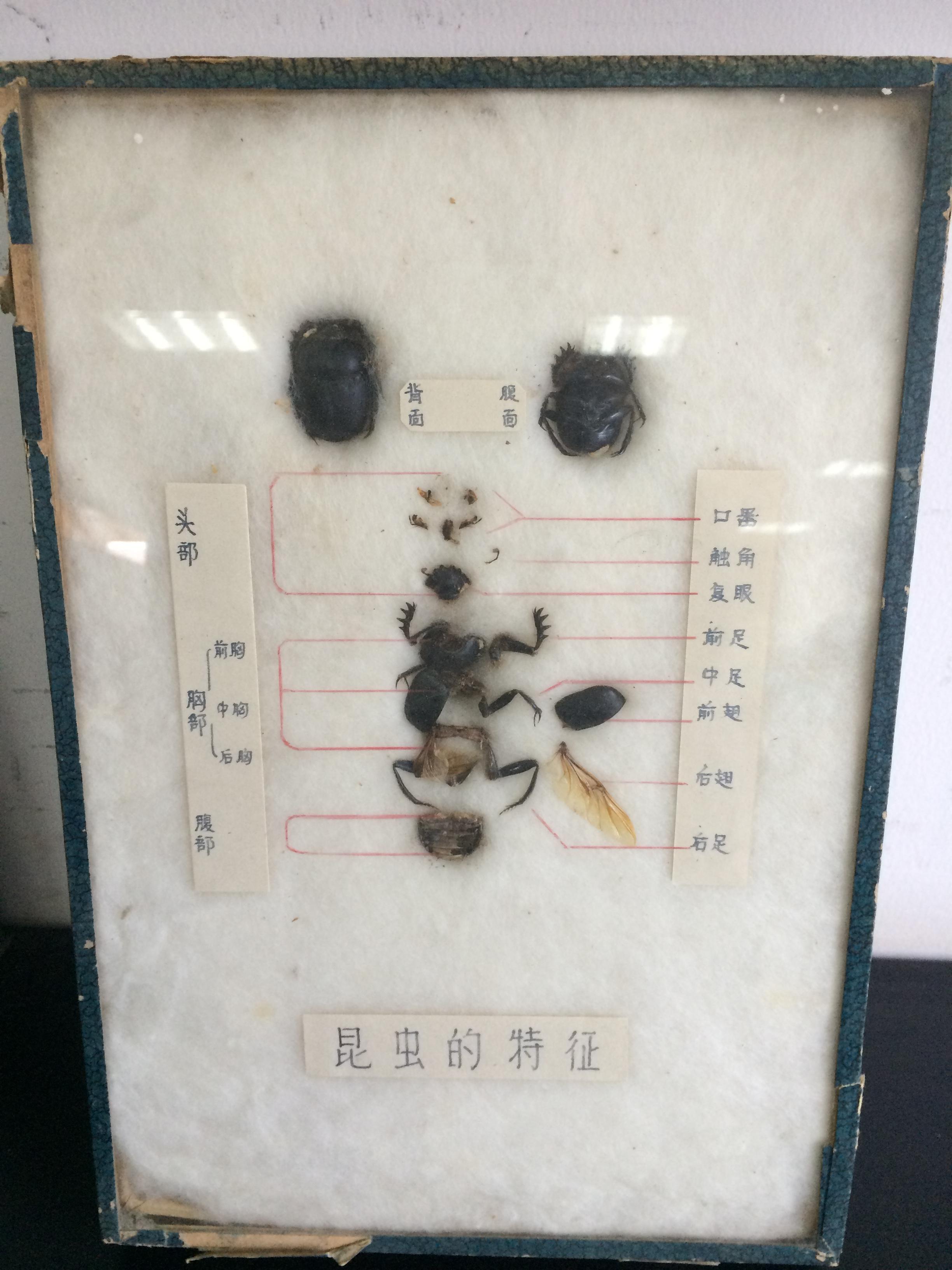 北京自然博物馆人体,北京自然博物馆女尸展(2) - 伤感说说吧