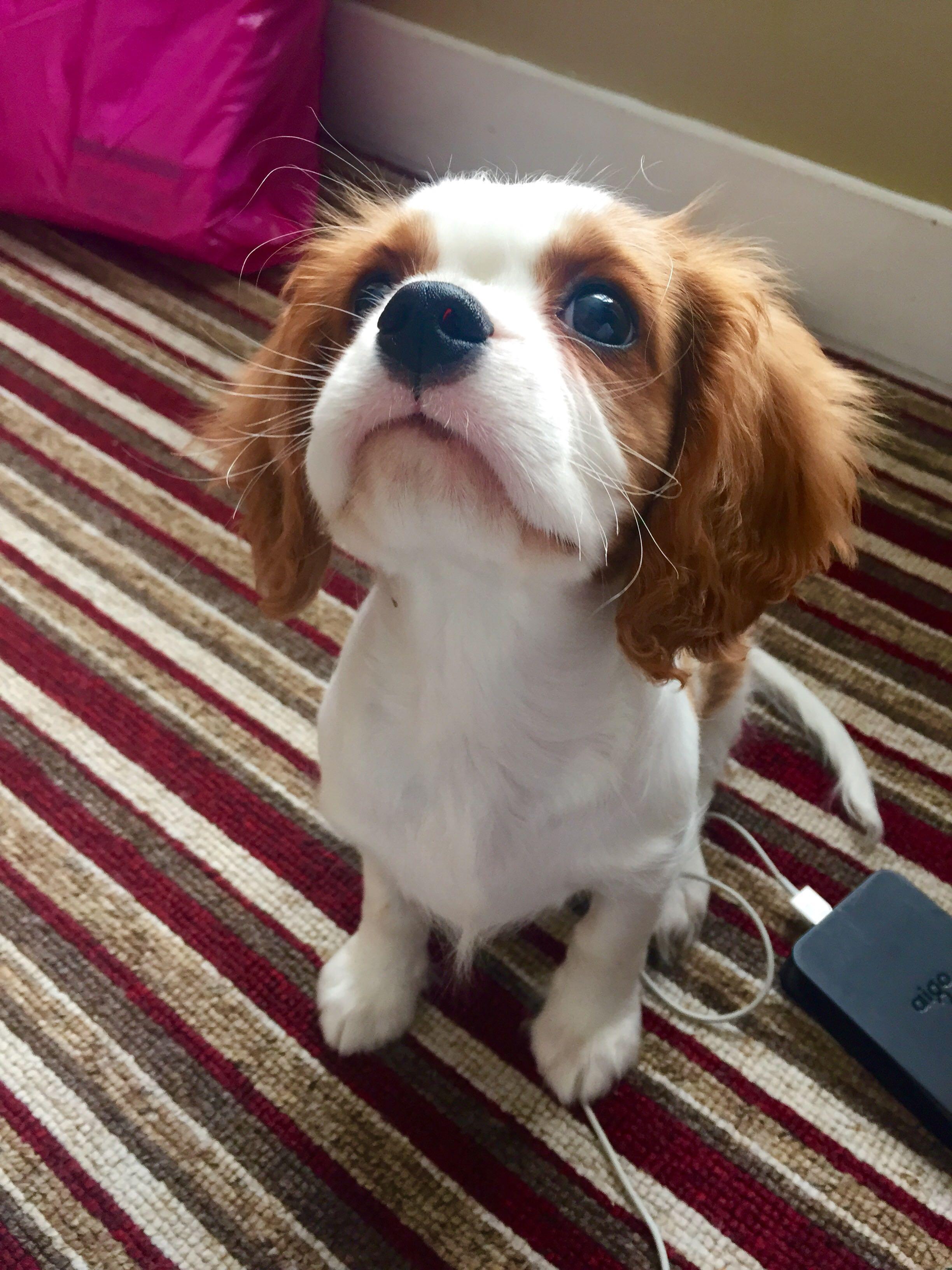 养骑士查理王小猎犬是什么体验