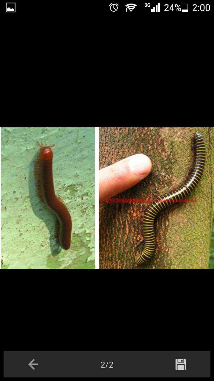 有触角,像蚯蚓是什么虫? - 知乎