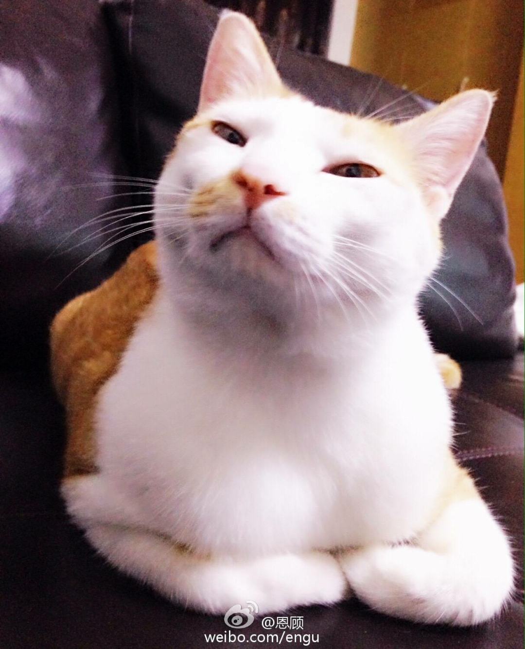 有一只眼睛小的猫是一种什么样的体验