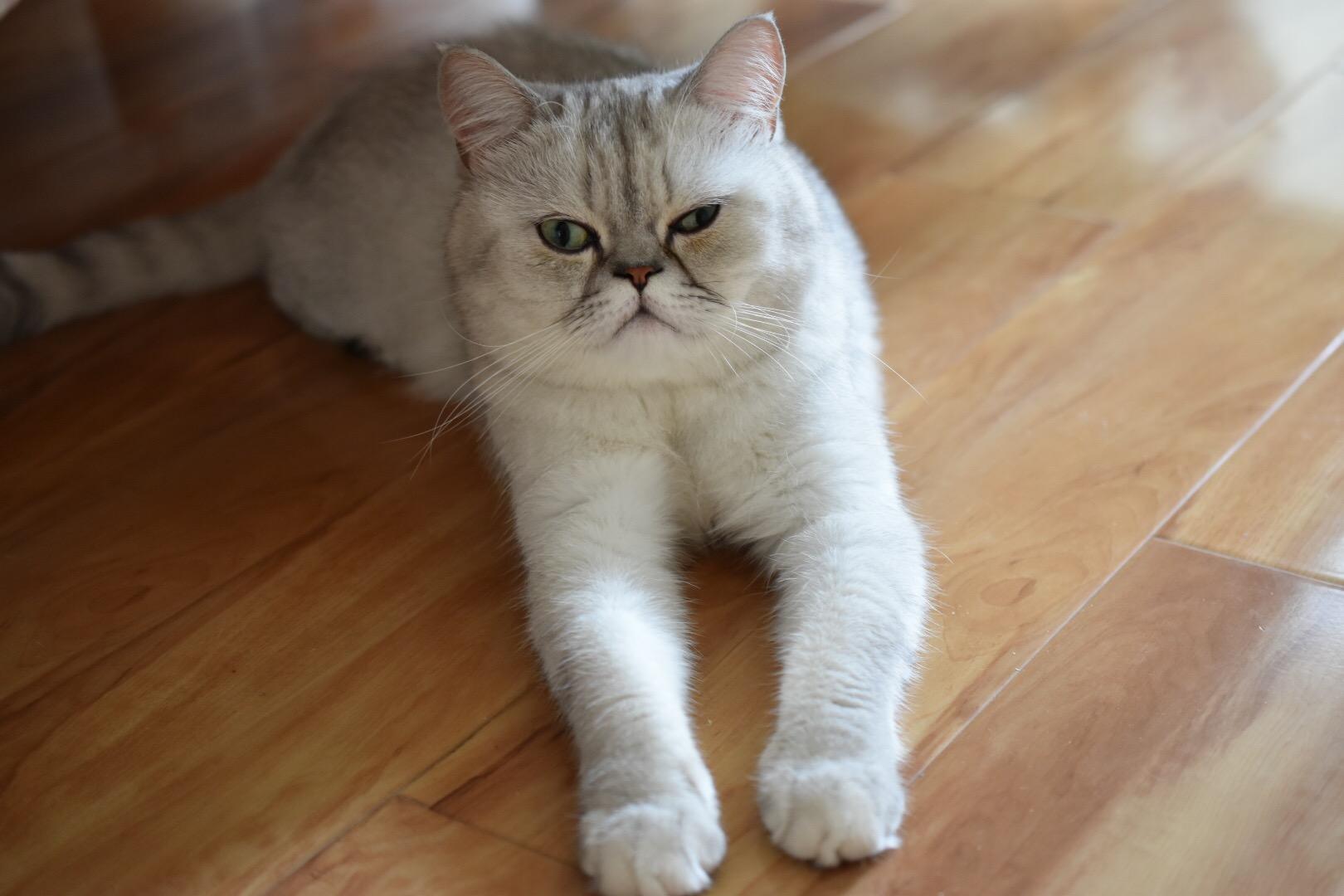 养英国短毛猫是怎样的体验