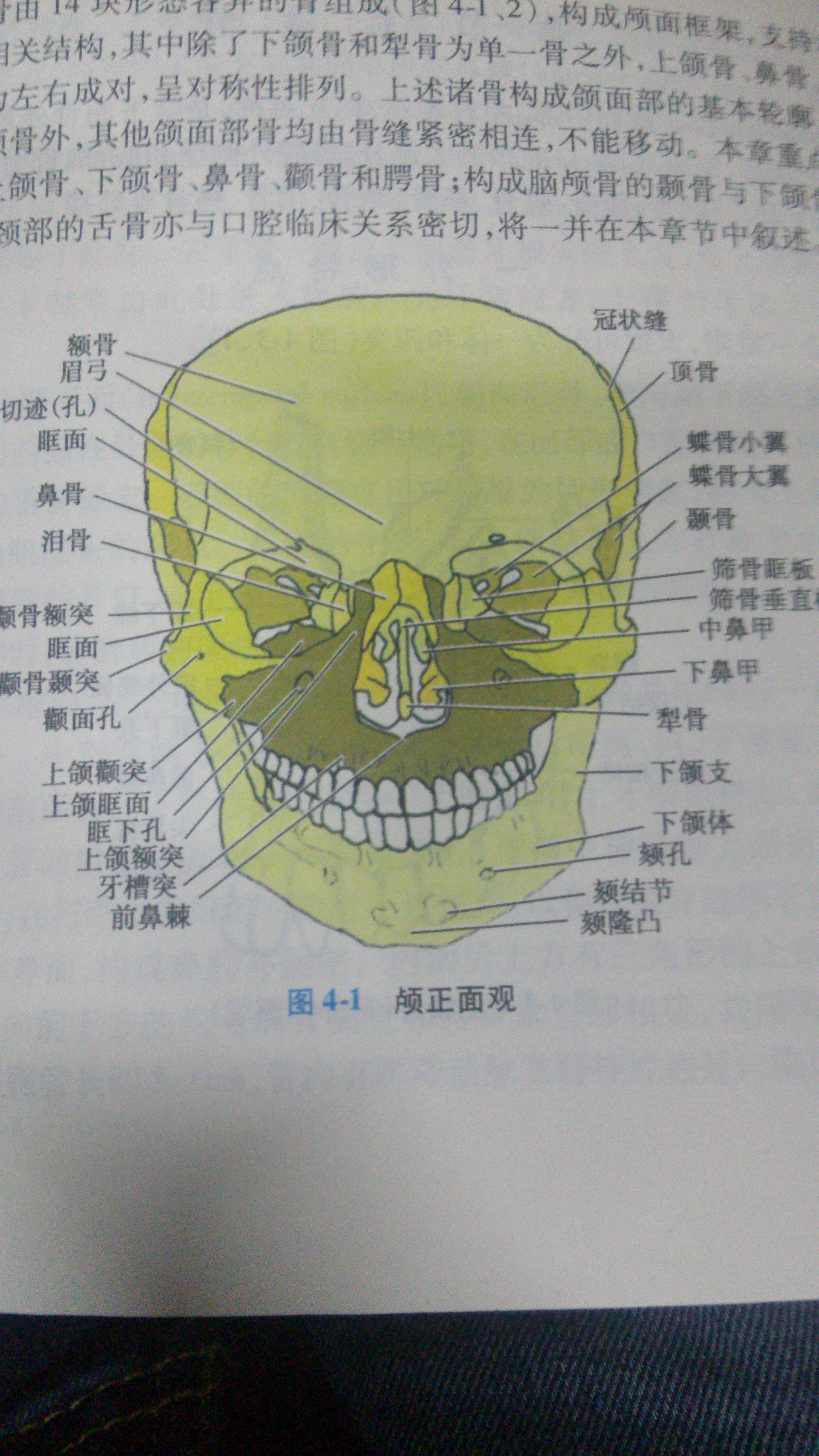 44. 下颌骨(上面观)-口腔科学-医学