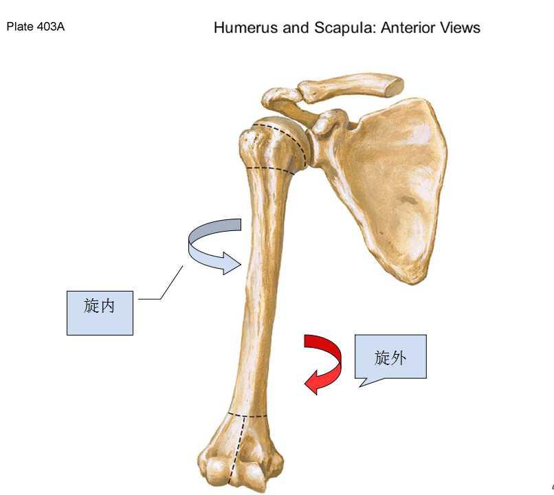 肩胛骨内旋外旋图片