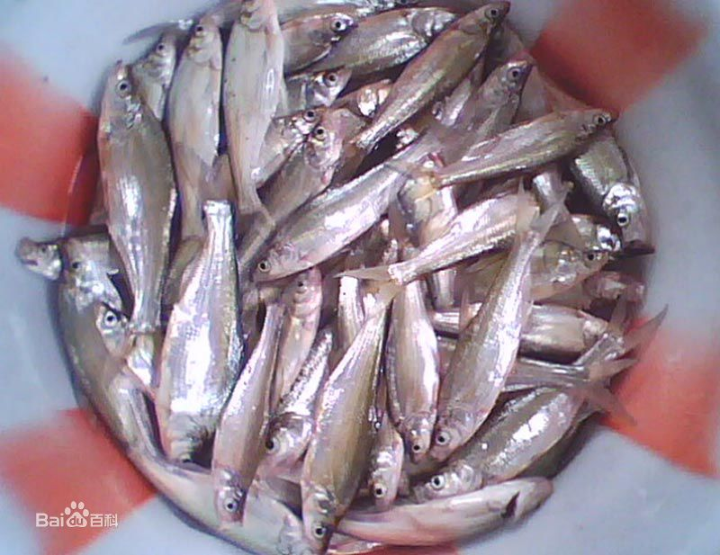 湖北省内有哪些主要的鱼类