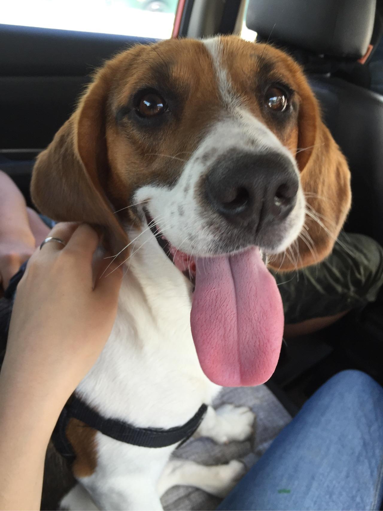 beagle比格犬和labradorretriever拉布拉多各有什么优劣哪个更适合和